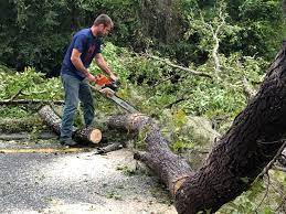 How Our Tree Care Process Works  in  Hampton, SC